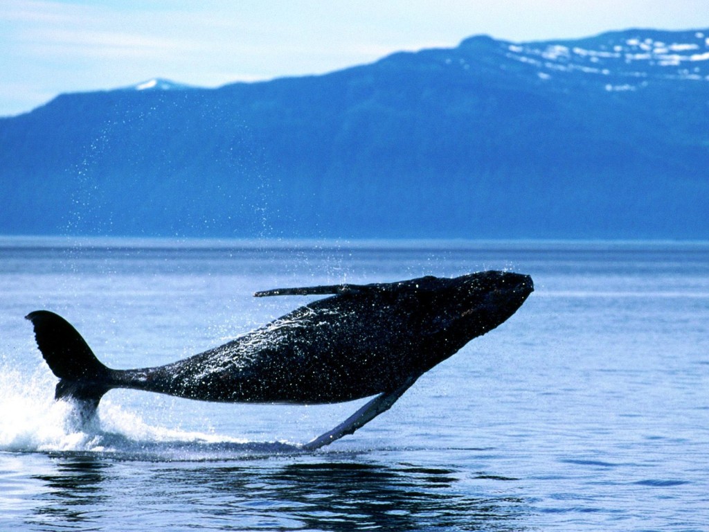Breaching-Humpback-Whale-Patagonia-teeming-with-wildlife-including-sea-lions-elephant-seals-southern-right-whales-dolphins-Magellanic-penguins-and-even-the-occasional-orca.