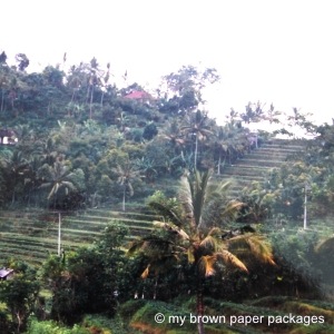 Bali Rice Paddies
