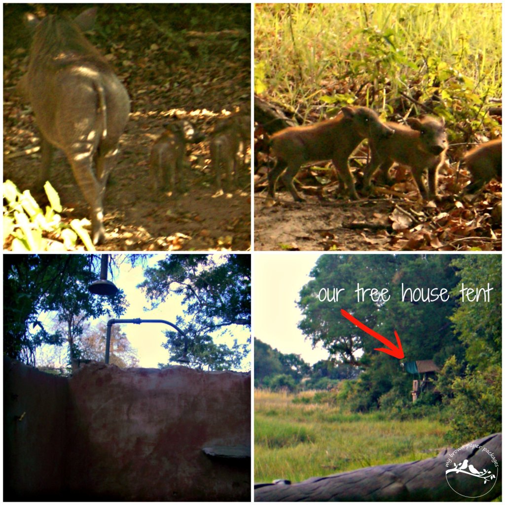 Botswana Around Camp