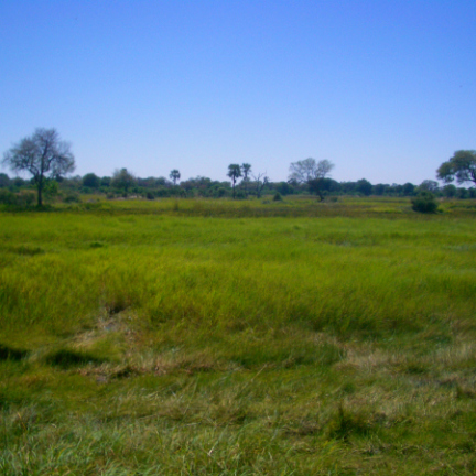 Botswana View from Tent